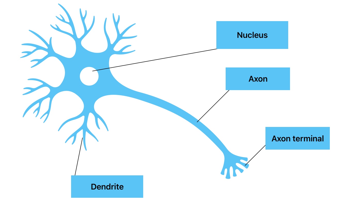Neur Definition Definition: Neuron – Accessible Science